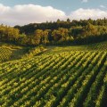 The Rise of Wine Production in the United States